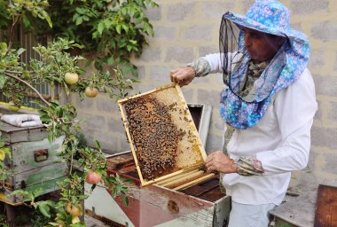  arıcı arı kovanı veya arı kovanı dışında arılar için çerçeve alır