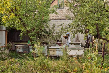 Erkek arıcı özel koruyucu çanta ve şapkası ile arılar için bir çerçeve içinde