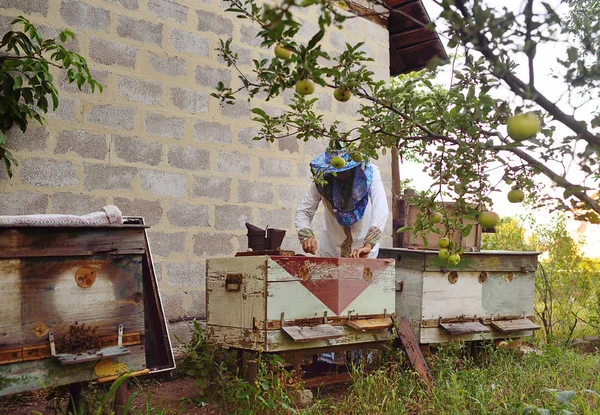 Apicultor tira da colmeia ou apiário o quadro para as abelhas — Fotografia de Stock