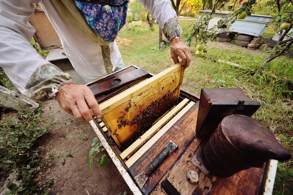 Apicoltore tira fuori dall'alveare o apiario la cornice per le api — Foto Stock