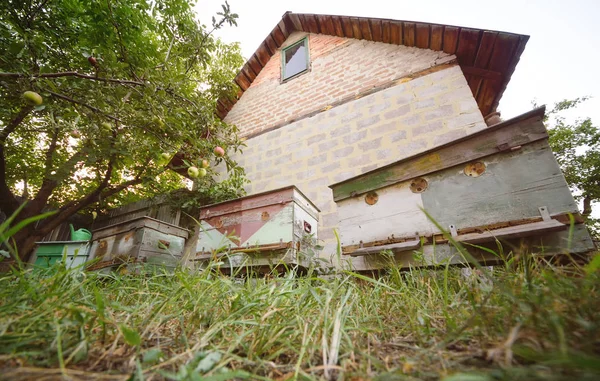 Colmenas de abejas contra el fondo de un manzano joven — Foto de Stock