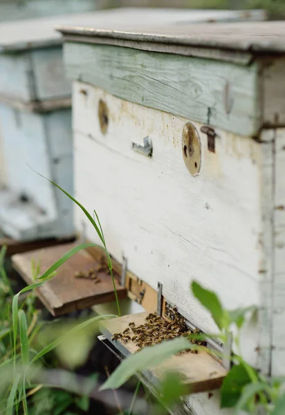 Family bees closeup — Stock Photo, Image