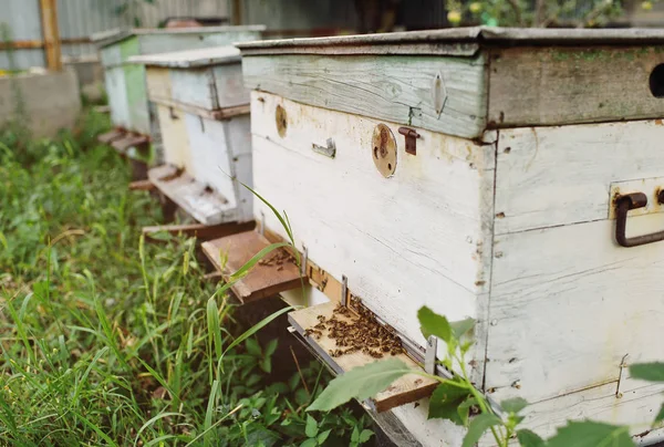 Family bees closeup — Stock Photo, Image