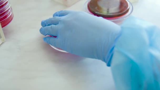 Petrischalen in het bacteriologisch laboratorium — Stockvideo