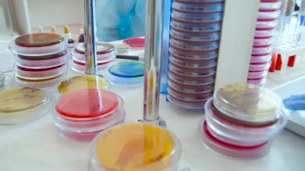 Petrischalen im bakteriologischen Labor — Stockvideo