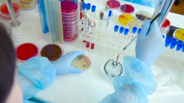 Petri yemekler Laboratuvarı