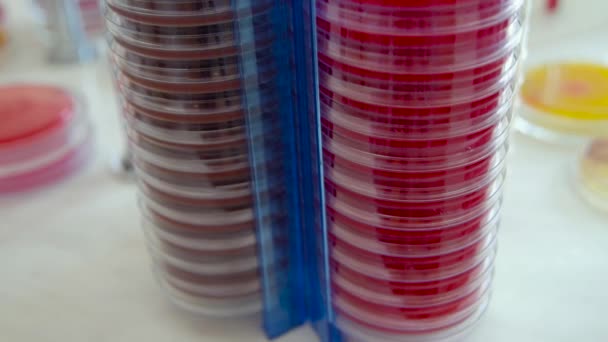 Kolonie mikrobů a patogenní houby v Petriho misce do bakteriologické laboratoře — Stock video