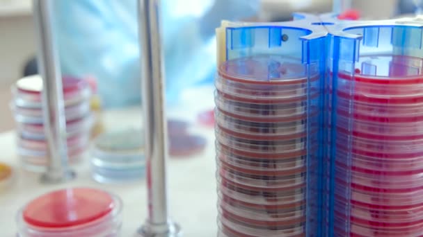 Colonia de microbios y hongos patógenos en una placa de Petri en un laboratorio bacteriológico — Vídeos de Stock