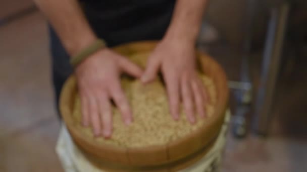 男性の手でビール麦芽のクローズ アップ — ストック動画