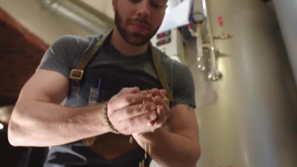 Jeune homme barbu travaillant usine de bière dans tablier avec du malt dans les mains sur un fond de réservoirs de bière en métal — Video