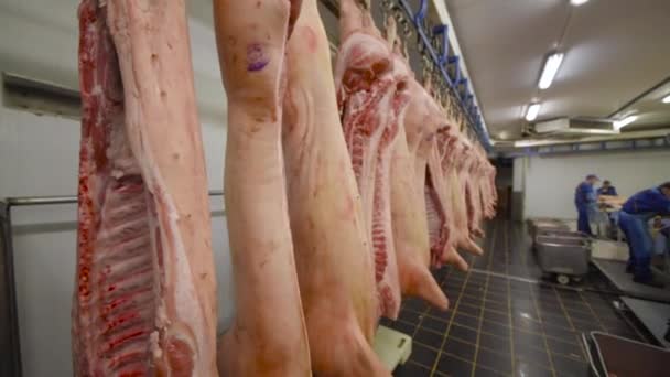 Mot bakgrund av en kött-packning växt slaktkroppar av gris. — Stockvideo
