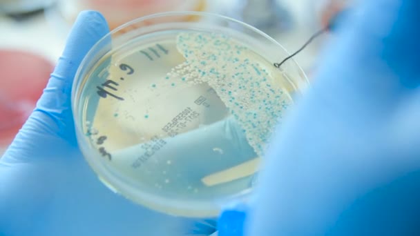 A laboratory scientist with a dispenser in his hands conducts experience or analyzes — Stock Video