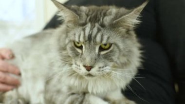 İnsanlar ile onların pets veteriner kliniğinde muayene için bekliyor. Hayvan sağlığı