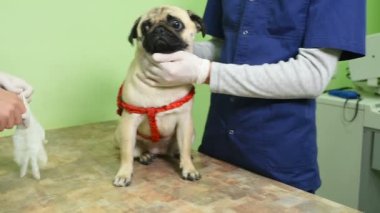 Lastik eldiven veterinerler köpek-feel incelemek, kulaklar, gözler, diş kontrol edin.