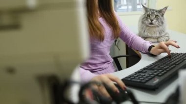 Maine Coon Kedi onun metresi kız yanındaki masada yalan