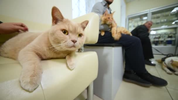 Le persone tengono i loro animali domestici in braccio in attesa del loro turno per un esame preventivo o la vaccinazione — Video Stock