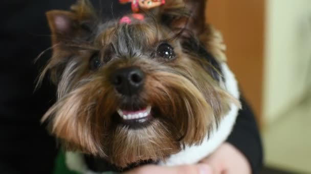 Cute funny Yorkshire Terrier with colored elastic barrette on the head — Stock Video
