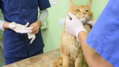 Kırmızı kabarık kedi muayene Veteriner Kliniği.