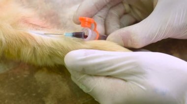 Kırmızı kabarık kedi muayene Veteriner Kliniği.