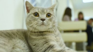 Britanya ile ilgili stenografi kül kedi evcil hayvan grubu arka plan üzerinde