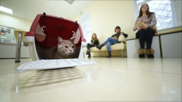 Mooie kat, zittend in een dierlijke mand tegen de achtergrond van een veterinaire kliniek. — Stockvideo