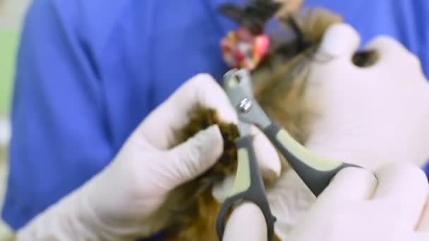Clipping claws of a dog breed Yorkshire Terrier — Stock Video