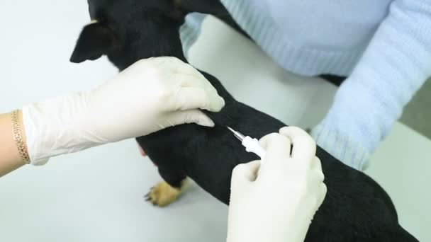 兽医在微芯片上检查平舍的狗. — 图库视频影像