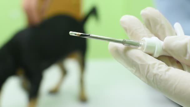 Ветеринар проверяет собаку пинчера на микрочипе . — стоковое видео