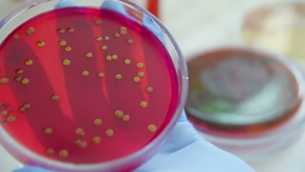 Petrischalen Bakteriologischen Labor Aus Nächster Nähe — Stockvideo