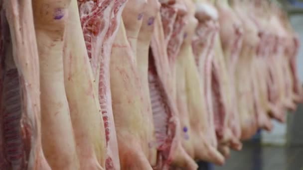 Pork carcasses against the background of a meat-packing plant. — Stock Video