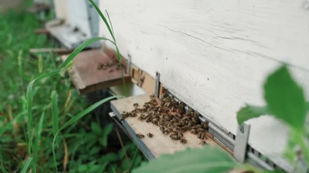 Bijen op een achtergrond van de houten kasten — Stockvideo