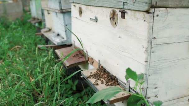 Bienen auf einem Hintergrund aus Holzbeuten — Stockvideo