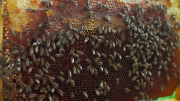 在太阳和养蜂场的背景下 在养蜂人手中的蜜蜂特写的框架 — 图库视频影像