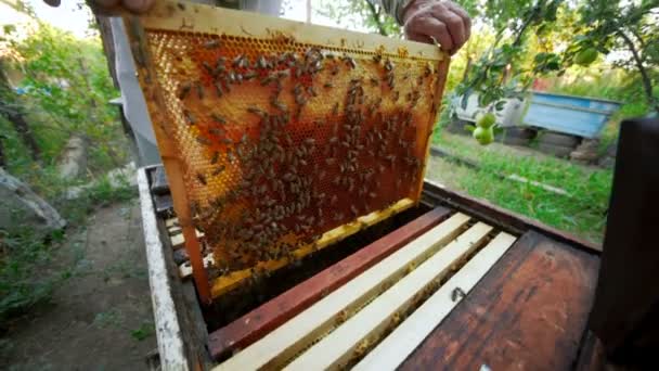 Imker holt den Rahmen für Bienen aus dem Bienenstock oder Bienenhaus — Stockvideo