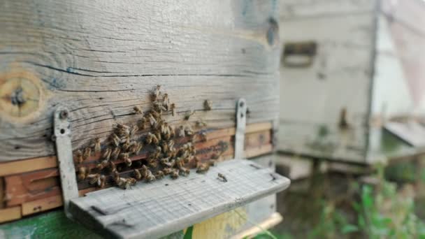 Bienen auf einem Hintergrund aus Holzbeuten — Stockvideo