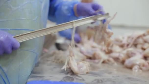 Impianto di trasformazione del pollame nell'industria alimentare — Video Stock