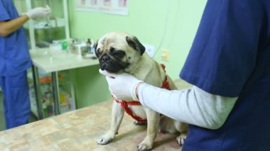 Lastik eldiven veterinerler köpek-feel incelemek, kulaklar, gözler, diş kontrol edin.