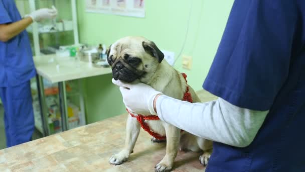 Tierärzte in Gummihandschuhen inspizieren das Hundegefühl, untersuchen Ohren, Augen, Zähne. — Stockvideo