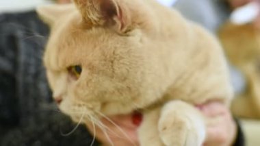 Britanya ile ilgili stenografi kırmızı ya da şeftali kadınların elinde