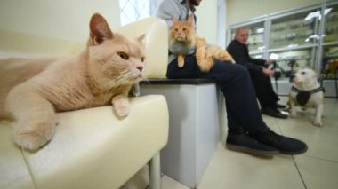 İnsanlar onların Pets önleyici muayene veya aşı için onların dönüş için bekleyen kollarını tutun