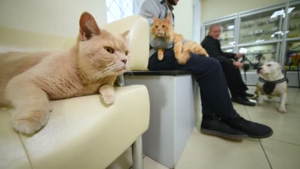 Las personas sostienen a sus mascotas en sus brazos esperando su turno para un examen preventivo o vacunación — Vídeo de stock