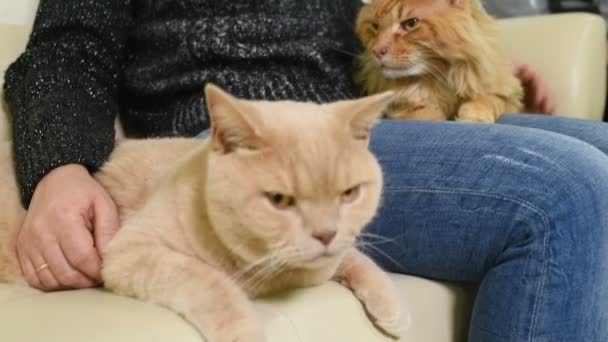 Las personas con sus mascotas están esperando un examen médico en la clínica veterinaria . — Vídeos de Stock