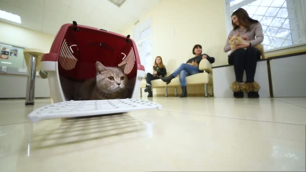 Beau chat assis dans un panier d'animaux sur fond de clinique vétérinaire . — Video