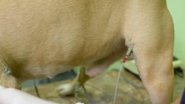The Staffordshire Terrier does a cardiogram. — Stock Video