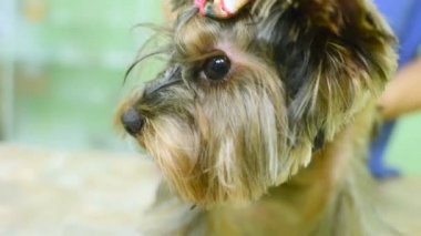 Yorkshire korkunç bir hayvan hastalıklarıyla ilgili klinik muayene