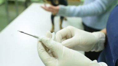 Mikroçip Pinscher köpek veteriner denetler.