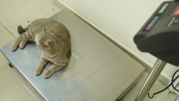 Кіт у ветеринарному масштабі в сучасній ветеринарній клініці — стокове відео