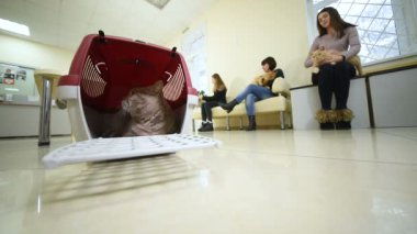 güzel kedi hayvan hastalıklarıyla ilgili klinik zemin karşı hayvan bir sepet içinde oturan.