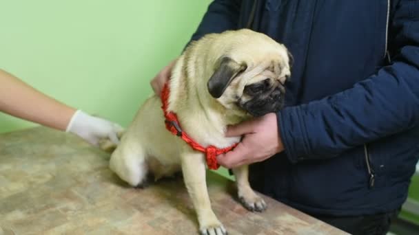 Veterinarios en guantes de goma inspeccionan la sensación del perro, inspeccionan las orejas, los ojos, los dientes . — Vídeo de stock