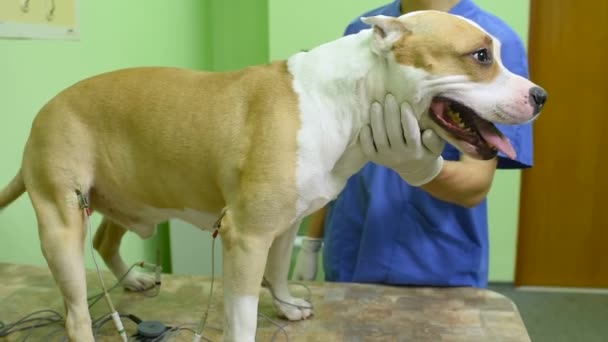 O Staffordshire Terrier faz um cardiograma . — Vídeo de Stock